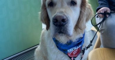 Meet Brengle: Teesside University’s Very Own Therapy Dog