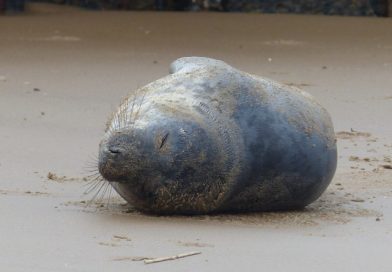 Baby seal spotted on Redcar beach Baby seal spotted on Redcar beach