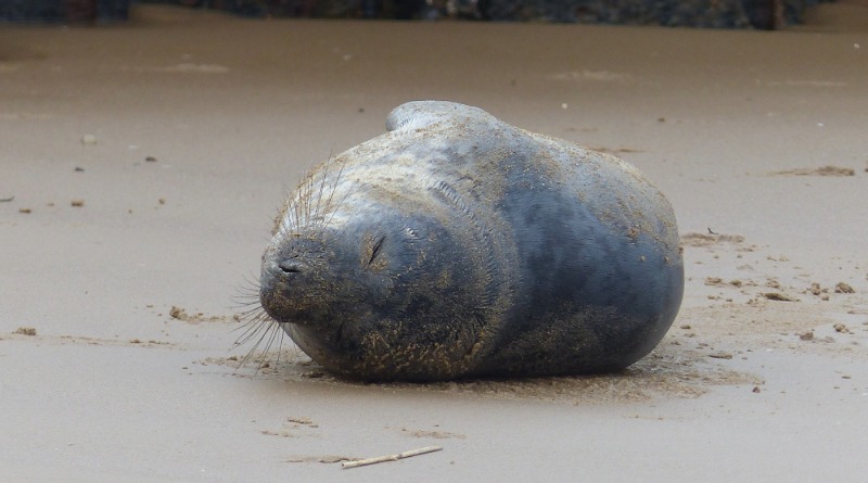 Baby seal spotted on Redcar beach