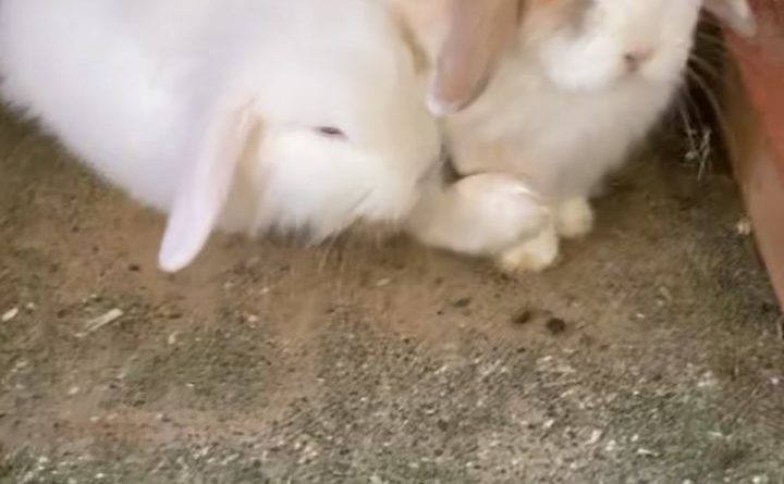 An easter warning: why rabbits are a bad gift idea.