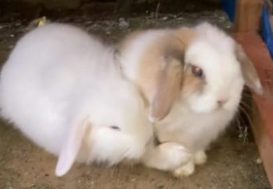 An easter warning: why rabbits are a bad gift idea.