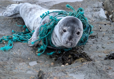Ghost gear in the North East: The silent killer in our seas