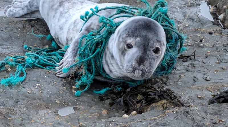Ghost gear in the North East: The silent killer in our seas